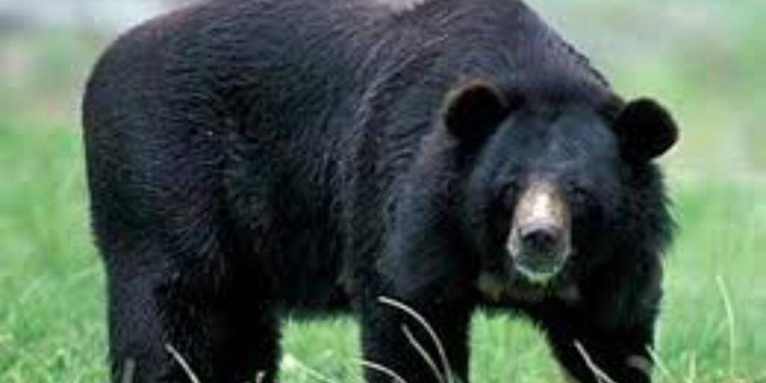 मौत: भालू के हमले से उत्तरकाशी के ग्रामीण की मौत, ग्रामीणों मे दहशत…