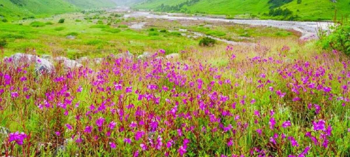 सर्दियों के लिए बंद हुई विश्‍व धरोहर फूलों की घाटी…