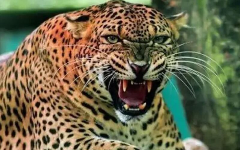 दादी के साथ आंगन में बैठी मासूम को उठा ले गया गुलदार, पूरे क्षेत्र में दहशत…