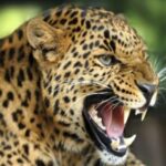 जखोली में घास काट रही महिला को गुलदार ने बनाया निवाला…