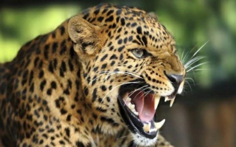 जखोली में घास काट रही महिला को गुलदार ने बनाया निवाला…