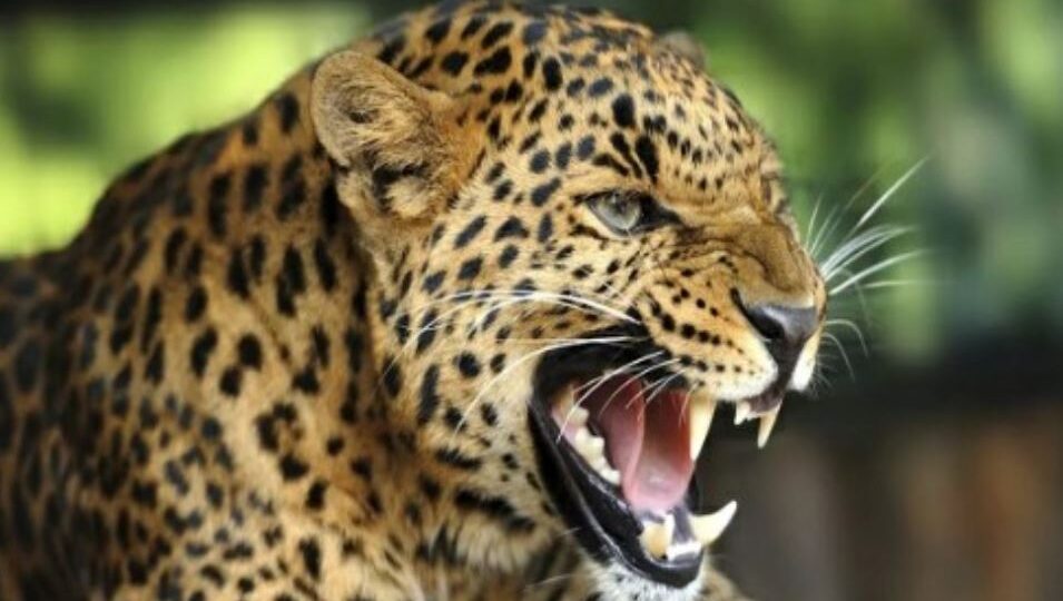 जखोली में घास काट रही महिला को गुलदार ने बनाया निवाला…