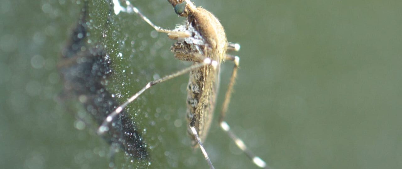 घर में और आसपास पानी एकत्रित न होने दें, पानी की टंकी ढक कर रखें