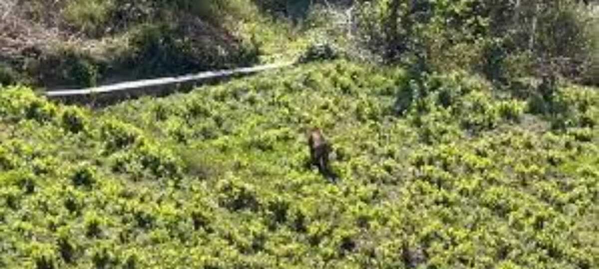 अंतरराष्ट्रीय बाघ दिवस: उत्तराखंड में तेजी से बढ़ रही है बाघों की संख्या