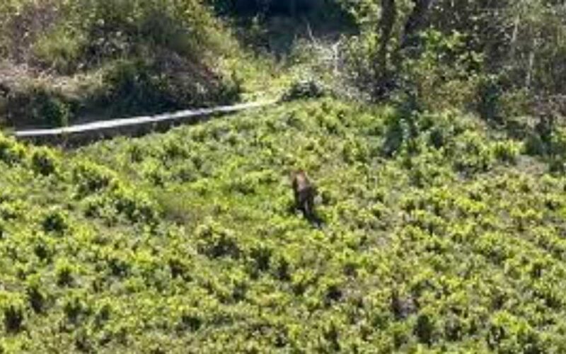 अंतरराष्ट्रीय बाघ दिवस: उत्तराखंड में तेजी से बढ़ रही है बाघों की संख्या