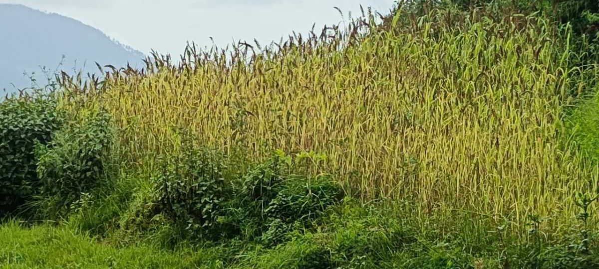 रुद्रप्रयाग में मिलेट मिशन को मिला बल-  मंडुवा (रागी) का MSP ₹48.86/किलो, 2500 क्विंटल खरीद का लक्ष्य