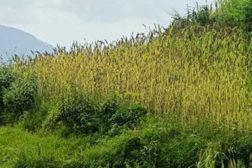 रुद्रप्रयाग में मिलेट मिशन को मिला बल-  मंडुवा (रागी) का MSP ₹48.86/किलो, 2500 क्विंटल खरीद का लक्ष्य
