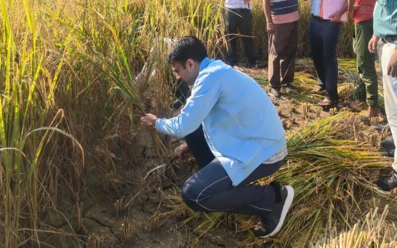 सुबह-सुबह किसान बन पहुंचे डीएम सविन, खेत में किसानों संग की धान की कटाई… 