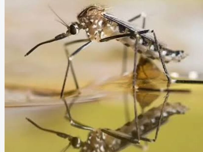 मानसून में जल एवं मच्छर जनित रोगों से बचाव को लेकर स्वास्थ्य विभाग ने जारी की एडवाइजरी